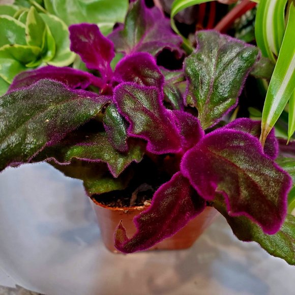 Accents | Purple Passion Plant Gynura Aurantiaca 2 Inch Live Plant ...